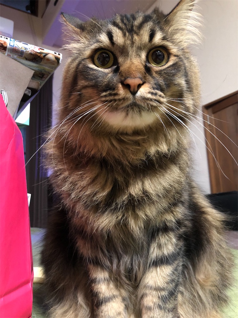 f:id:green3lk:20200314064222j:image