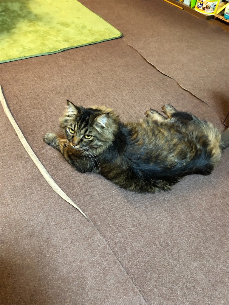 f:id:green3lk:20200326081341j:image