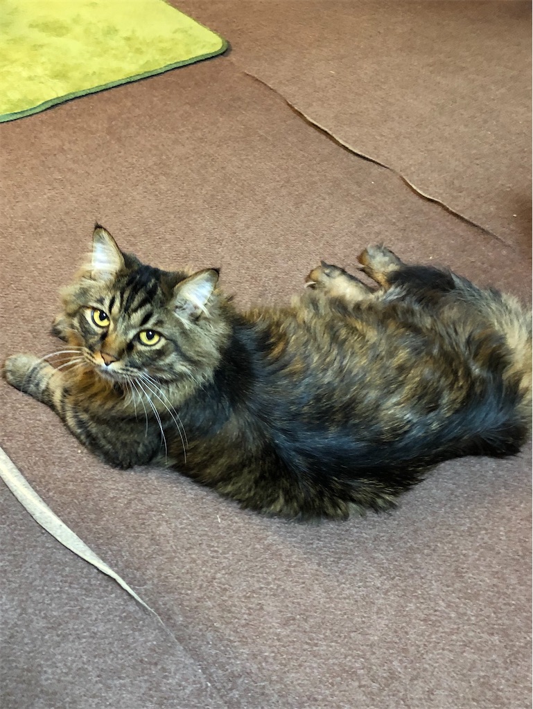 f:id:green3lk:20200326123600j:image