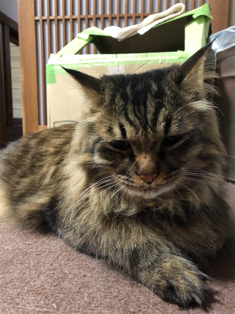 f:id:green3lk:20200421081349j:image