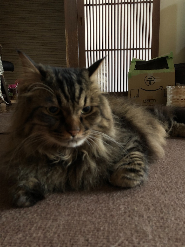 f:id:green3lk:20200519080629j:image