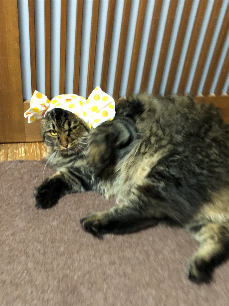 f:id:green3lk:20200520080833j:image