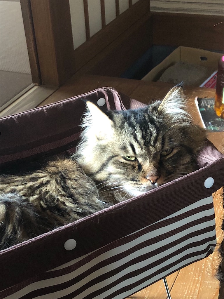 f:id:green3lk:20200526080312j:image