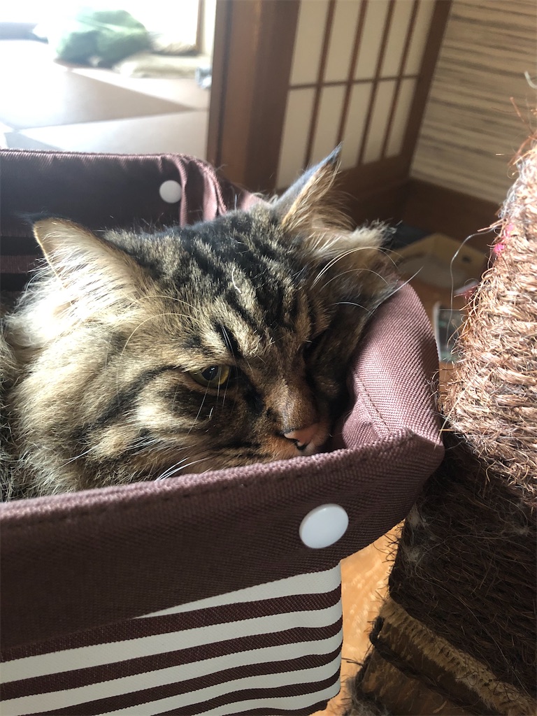 f:id:green3lk:20200526080510j:image