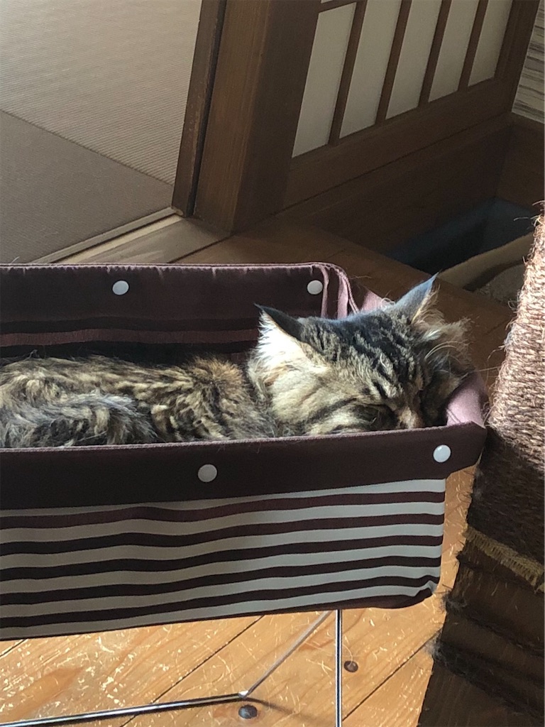 f:id:green3lk:20200526080753j:image