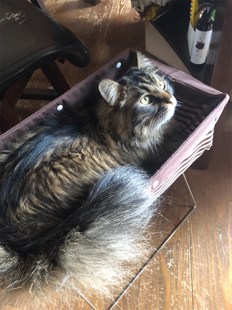 f:id:green3lk:20200526081330j:image