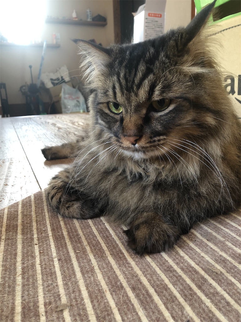 f:id:green3lk:20200528075739j:image