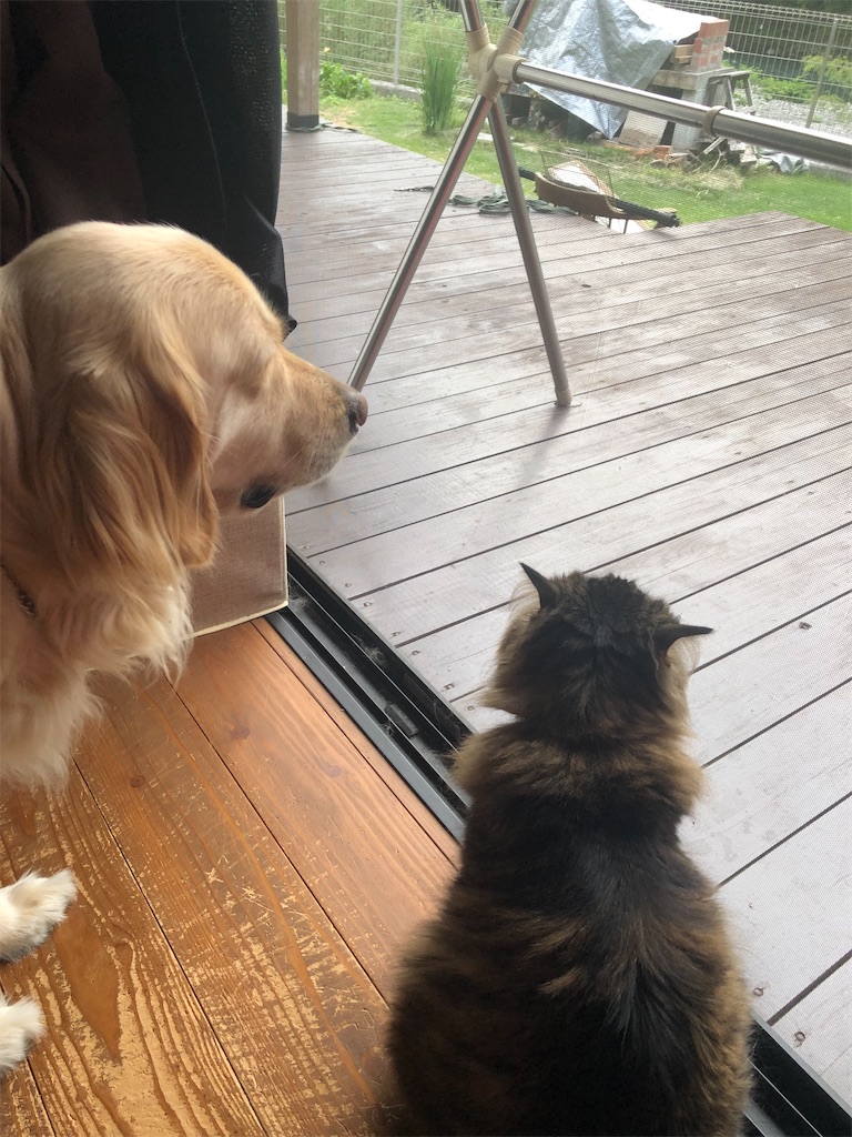 f:id:green3lk:20200528080242j:image