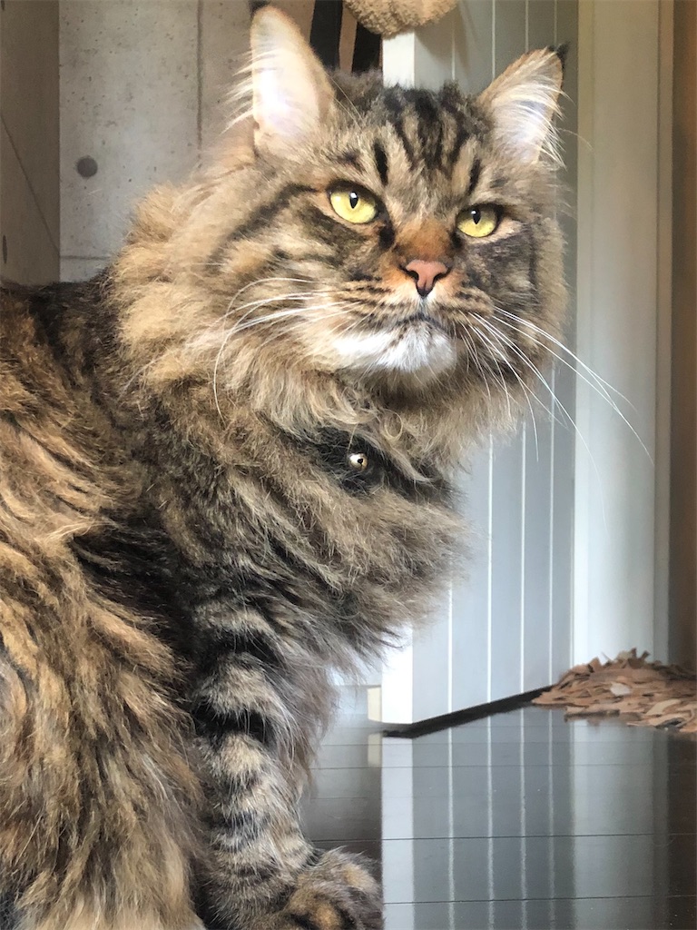 f:id:green3lk:20200528081026j:image