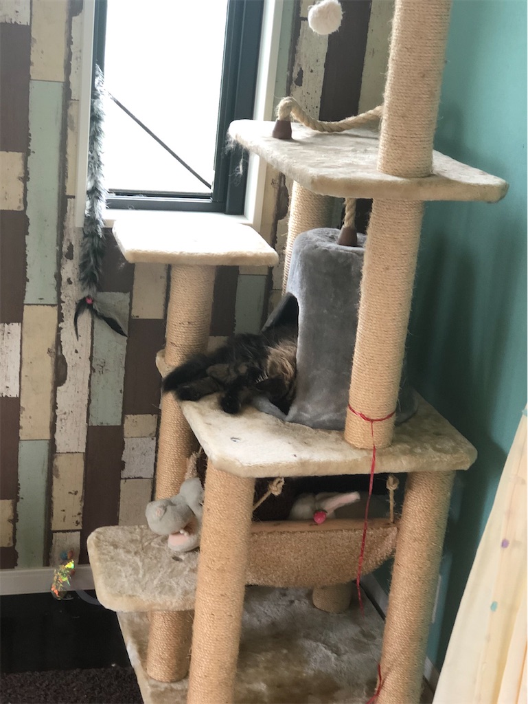 f:id:green3lk:20200529080941j:image