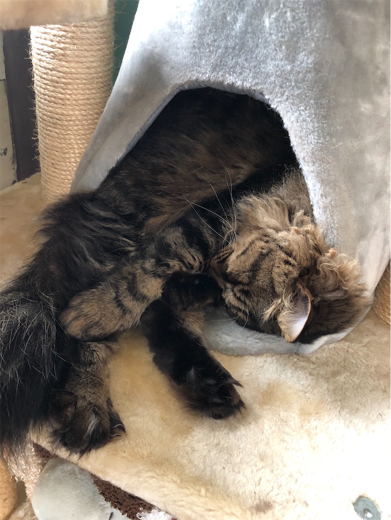 f:id:green3lk:20200529081113j:image