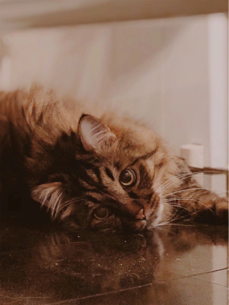 f:id:green3lk:20200530092429j:image