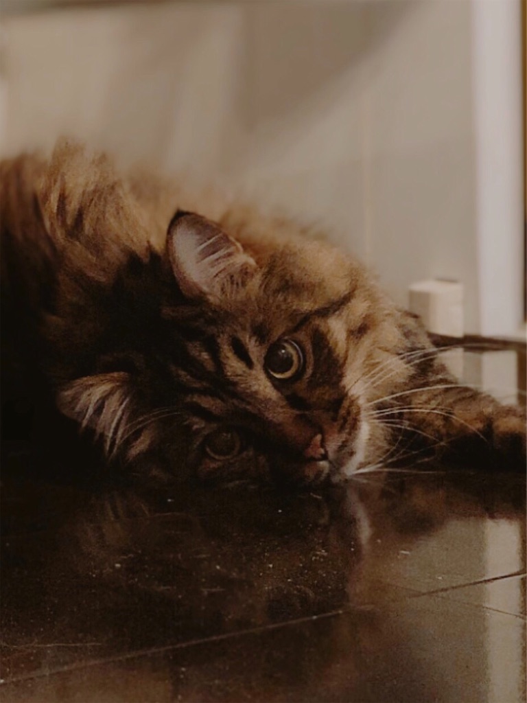 f:id:green3lk:20200530092444j:image