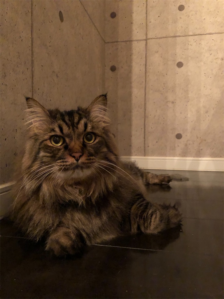 f:id:green3lk:20200531123241j:image