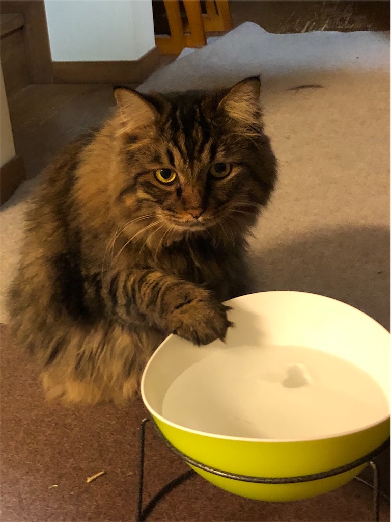 f:id:green3lk:20200610102429j:image