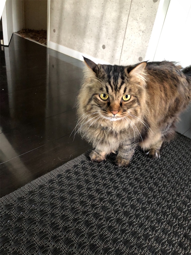 f:id:green3lk:20200610102744j:image