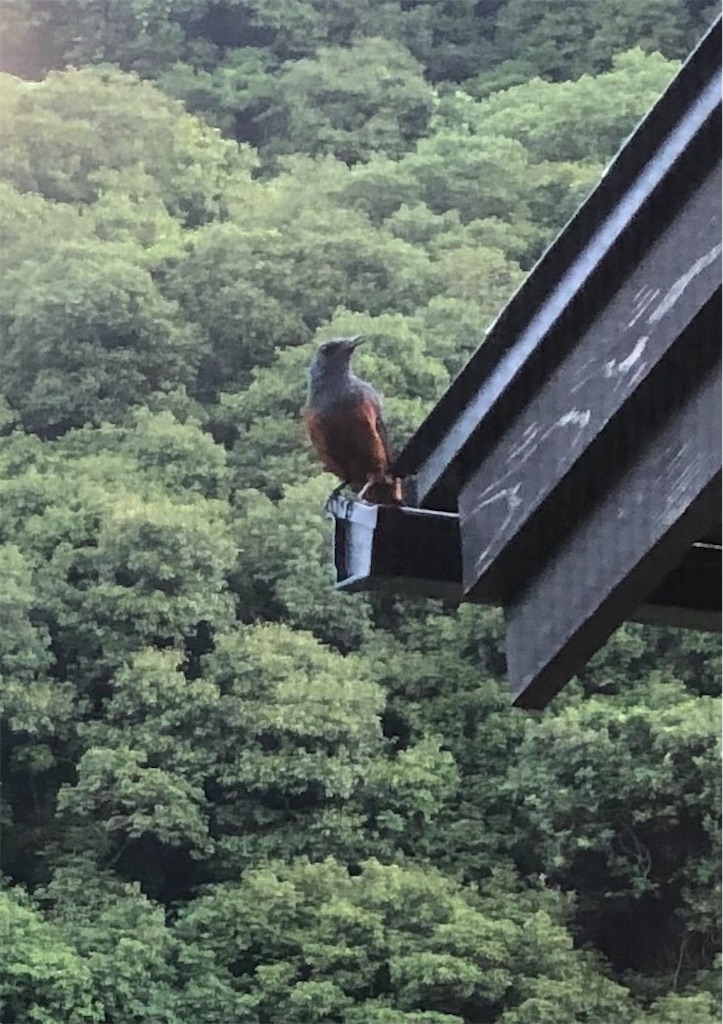 f:id:green3lk:20200624074315j:image