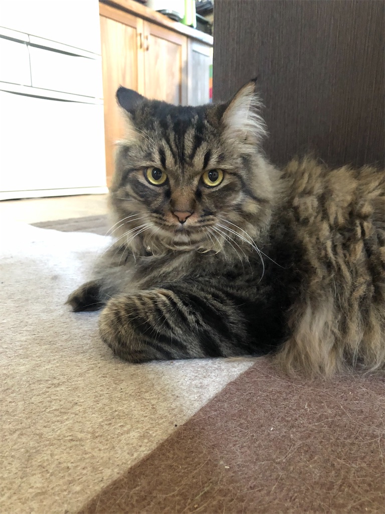 f:id:green3lk:20200624074630j:image