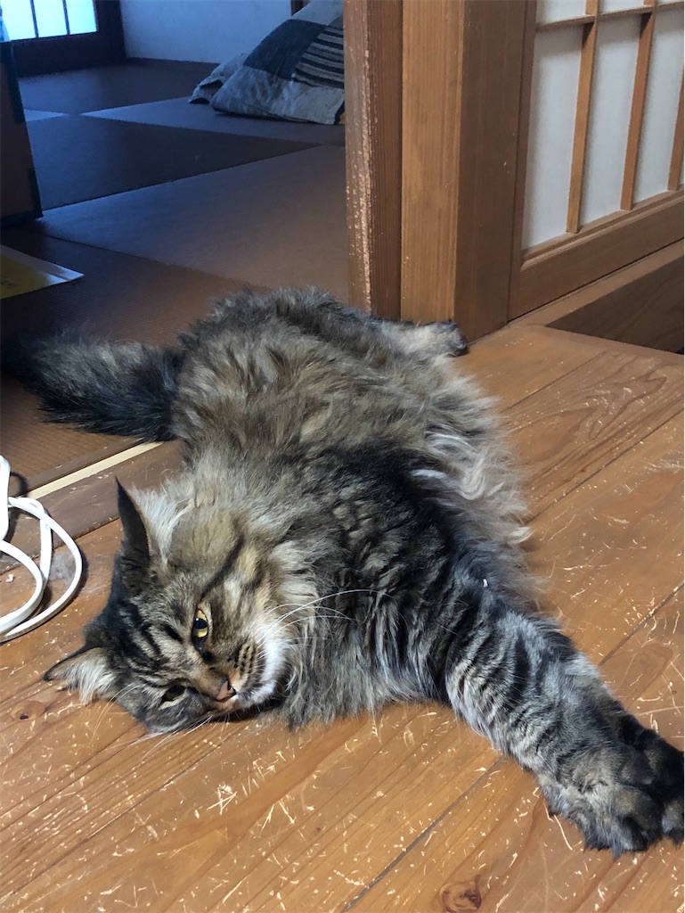 f:id:green3lk:20200624074918j:image