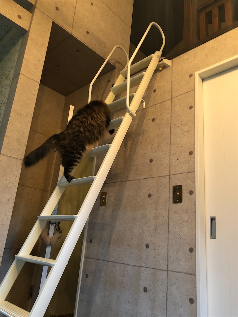 f:id:green3lk:20200709074656j:image