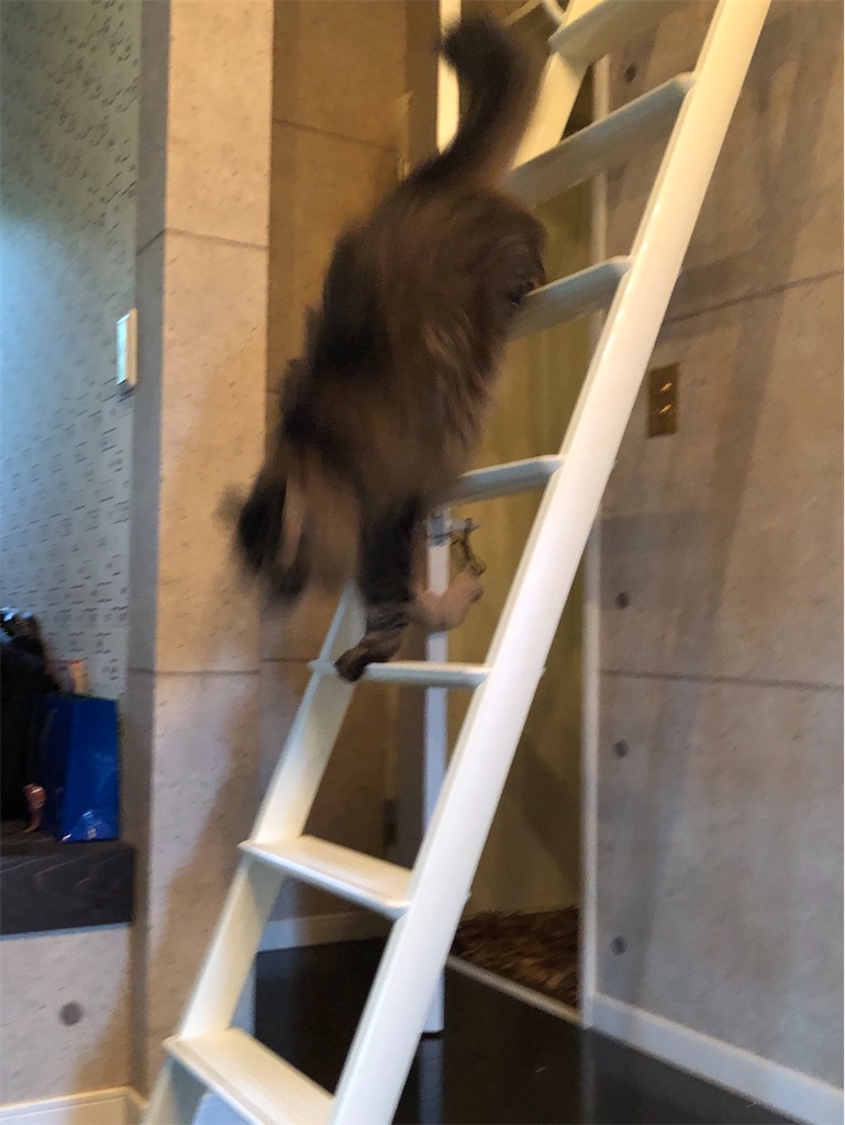 f:id:green3lk:20200709075718j:image