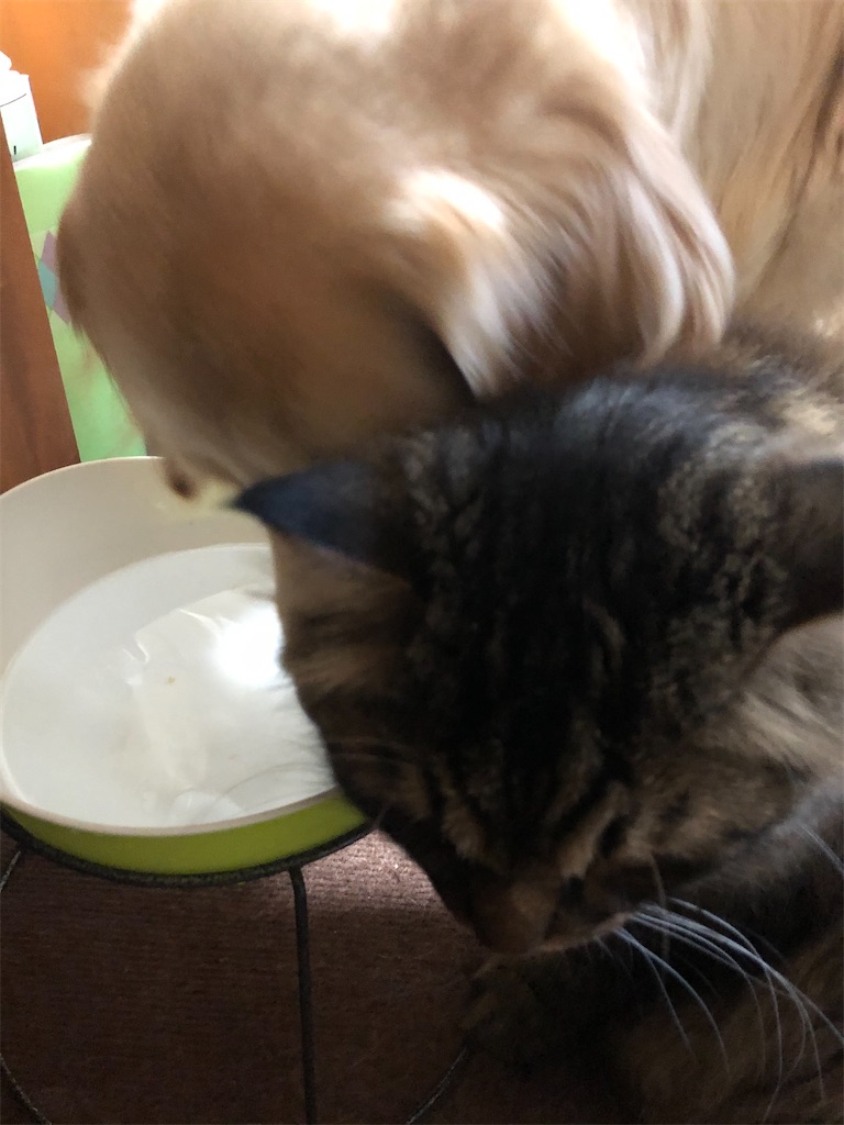 f:id:green3lk:20200725103122j:image