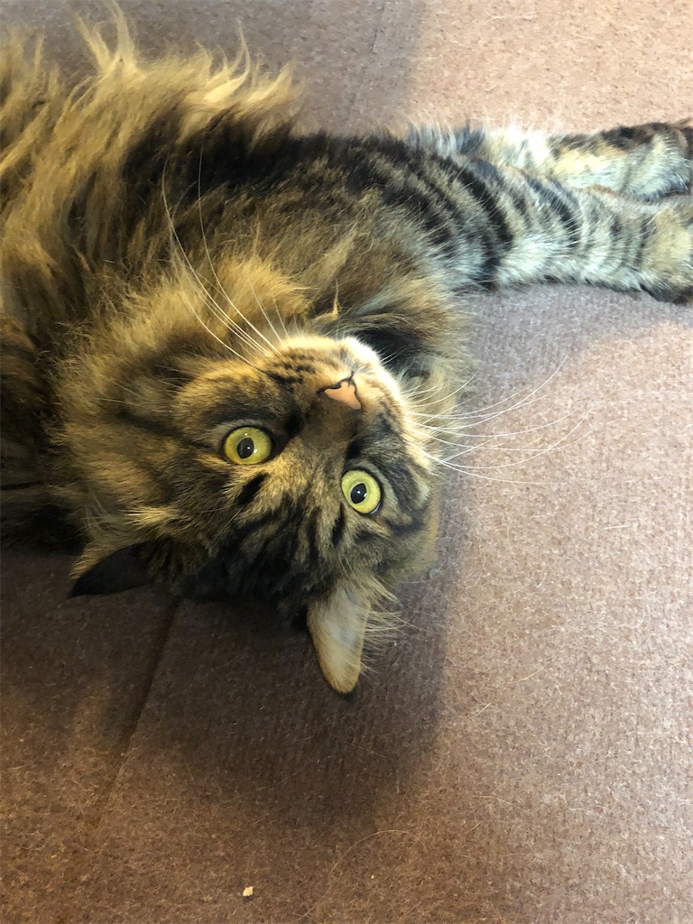 f:id:green3lk:20200727071846j:image