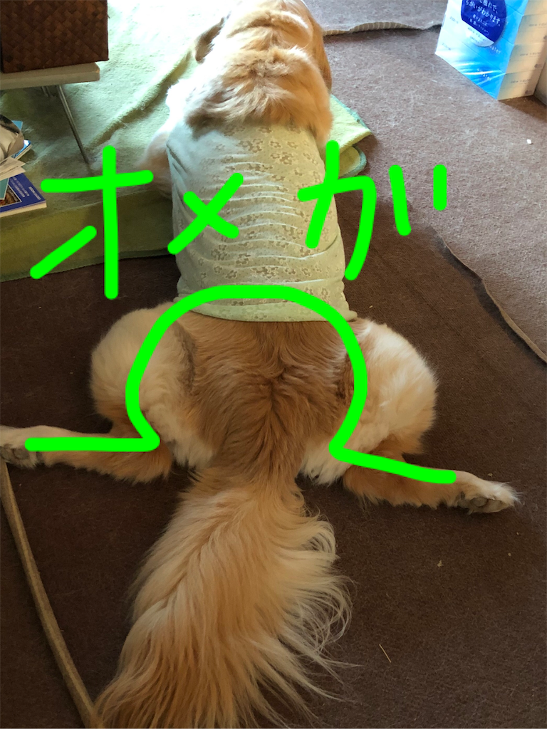 f:id:green3lk:20200729185612p:image
