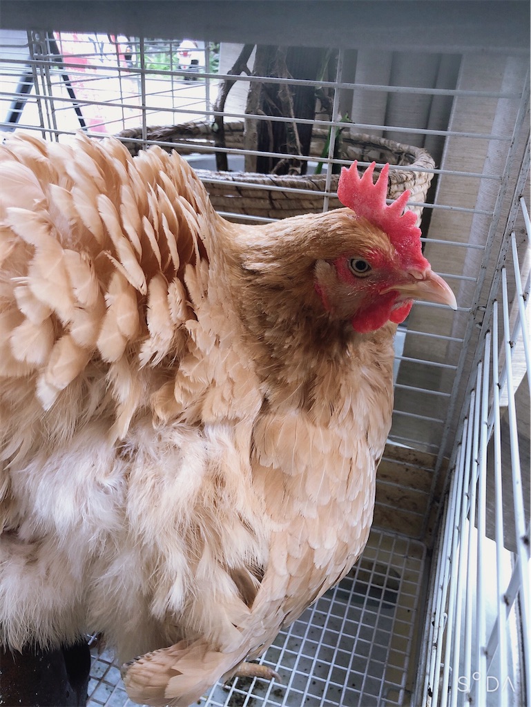 f:id:green3lk:20200810170717j:image