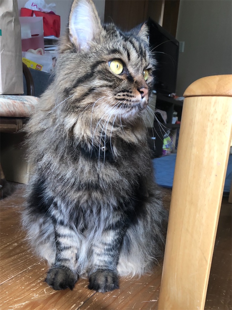 涼しくなることを想像してみる えと的日常 猫がブログ始めました