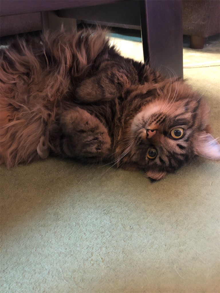 f:id:green3lk:20200815180218j:image