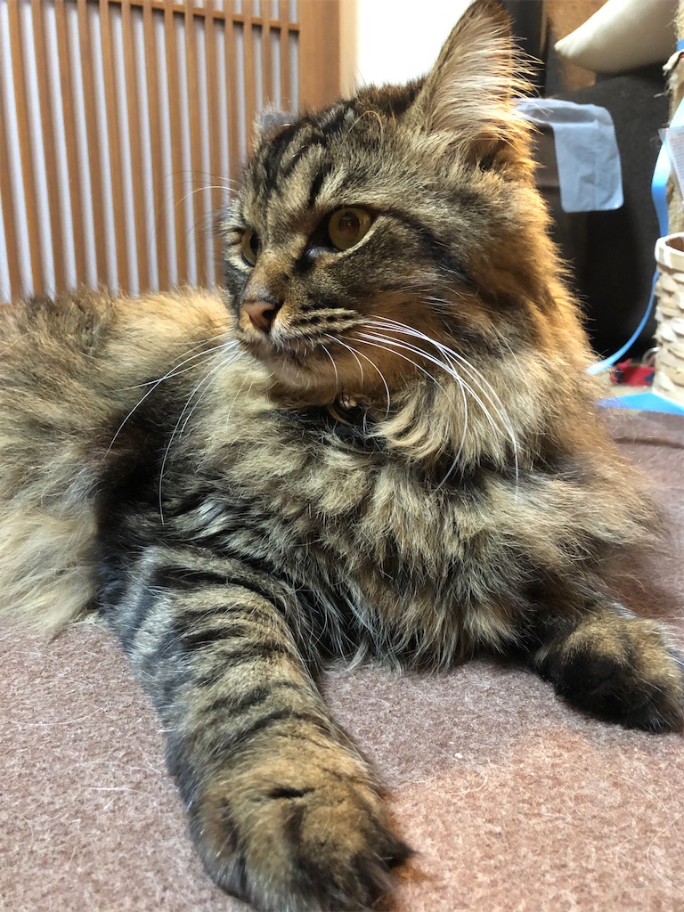 f:id:green3lk:20201017085237j:image