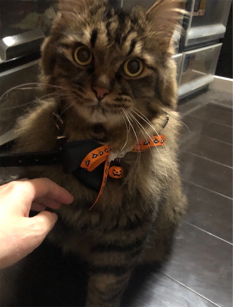 f:id:green3lk:20201030182116j:image