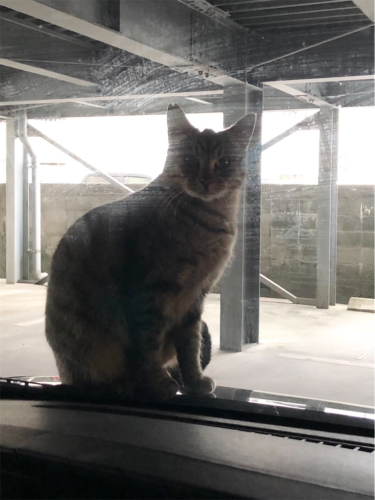 f:id:green3lk:20201110075205j:image