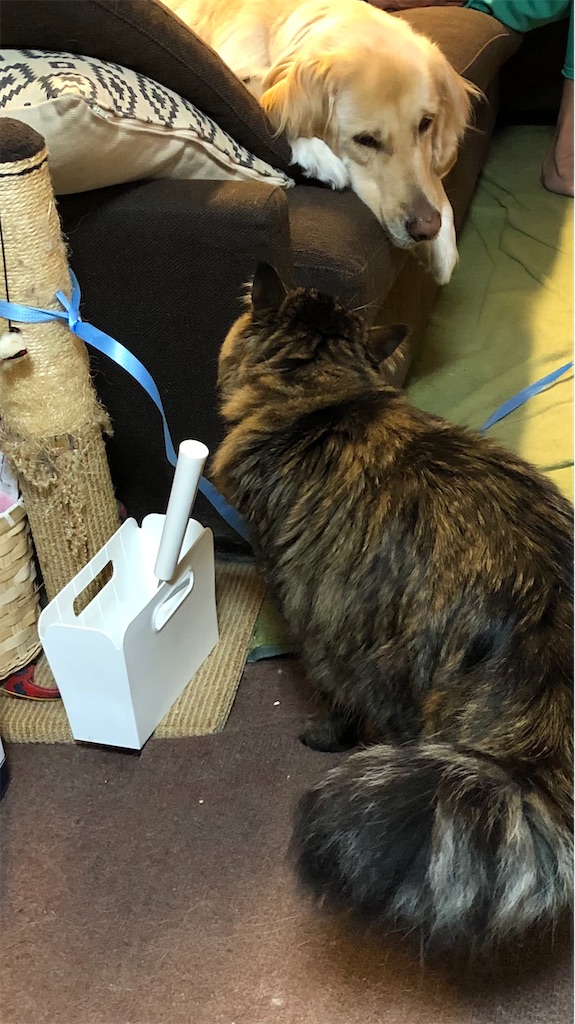 f:id:green3lk:20201206163222j:image