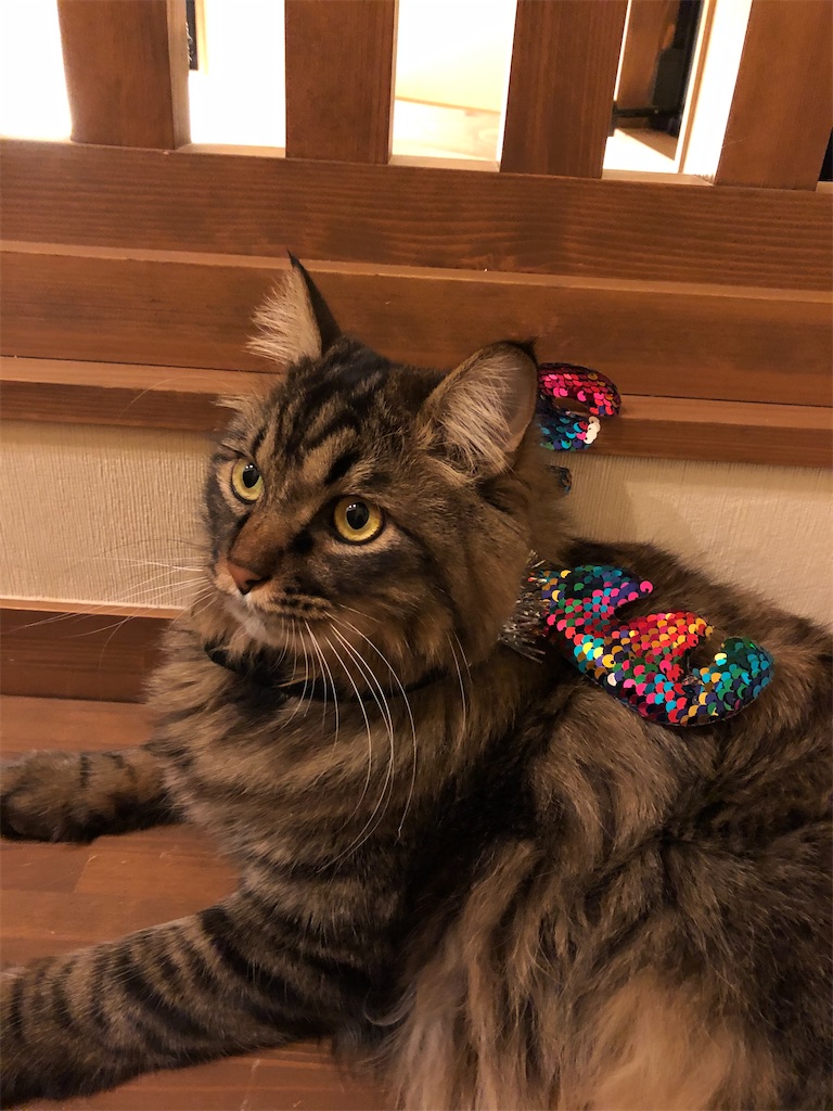 f:id:green3lk:20201224083751j:image