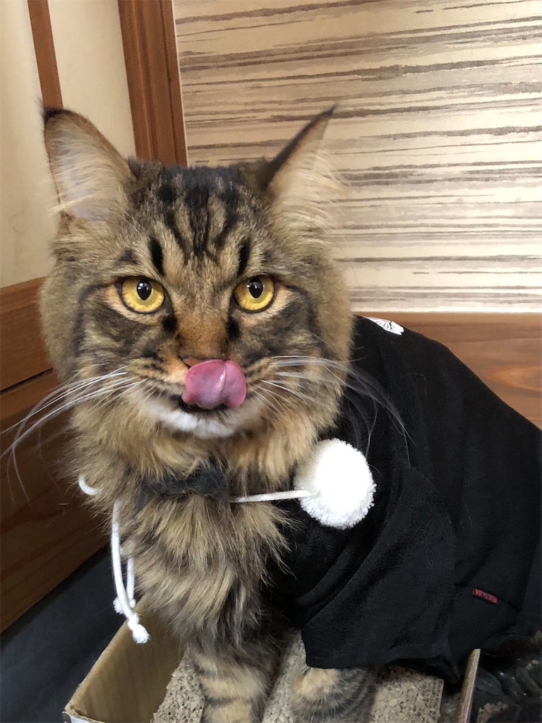 f:id:green3lk:20210103110238j:image