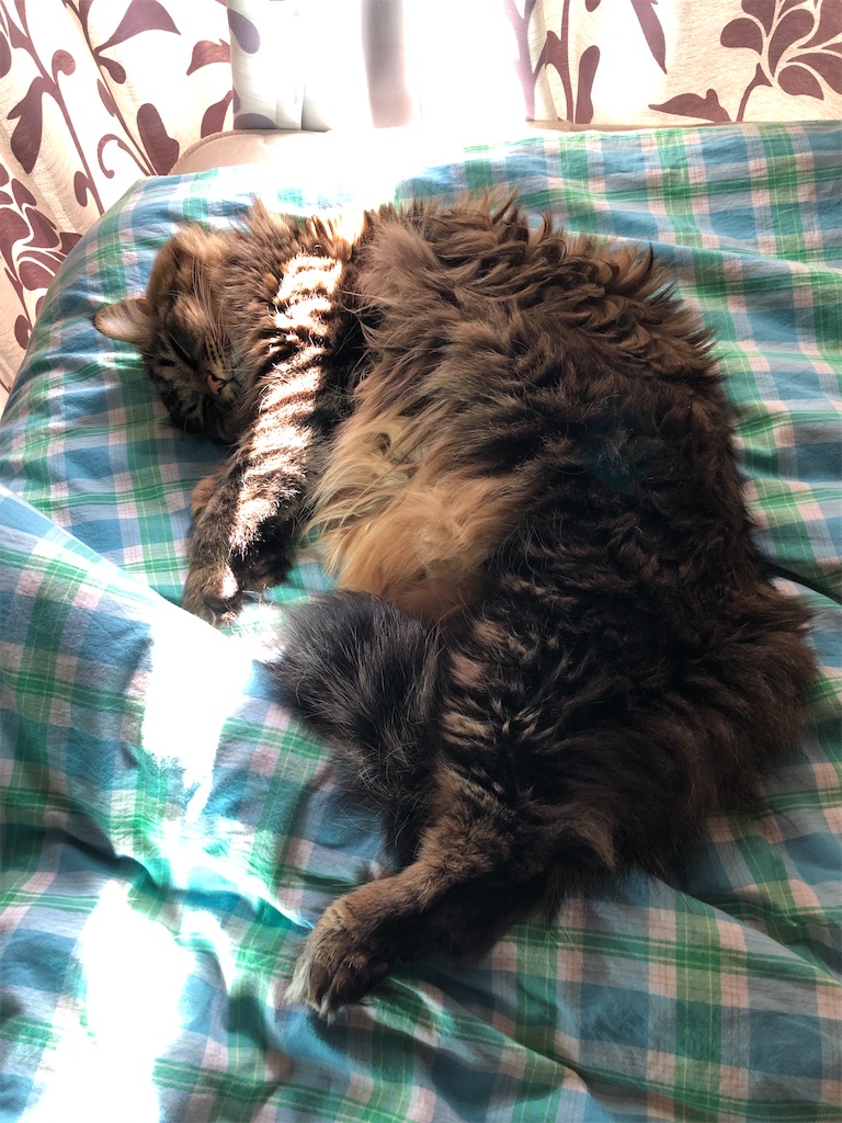 f:id:green3lk:20210103110414j:image