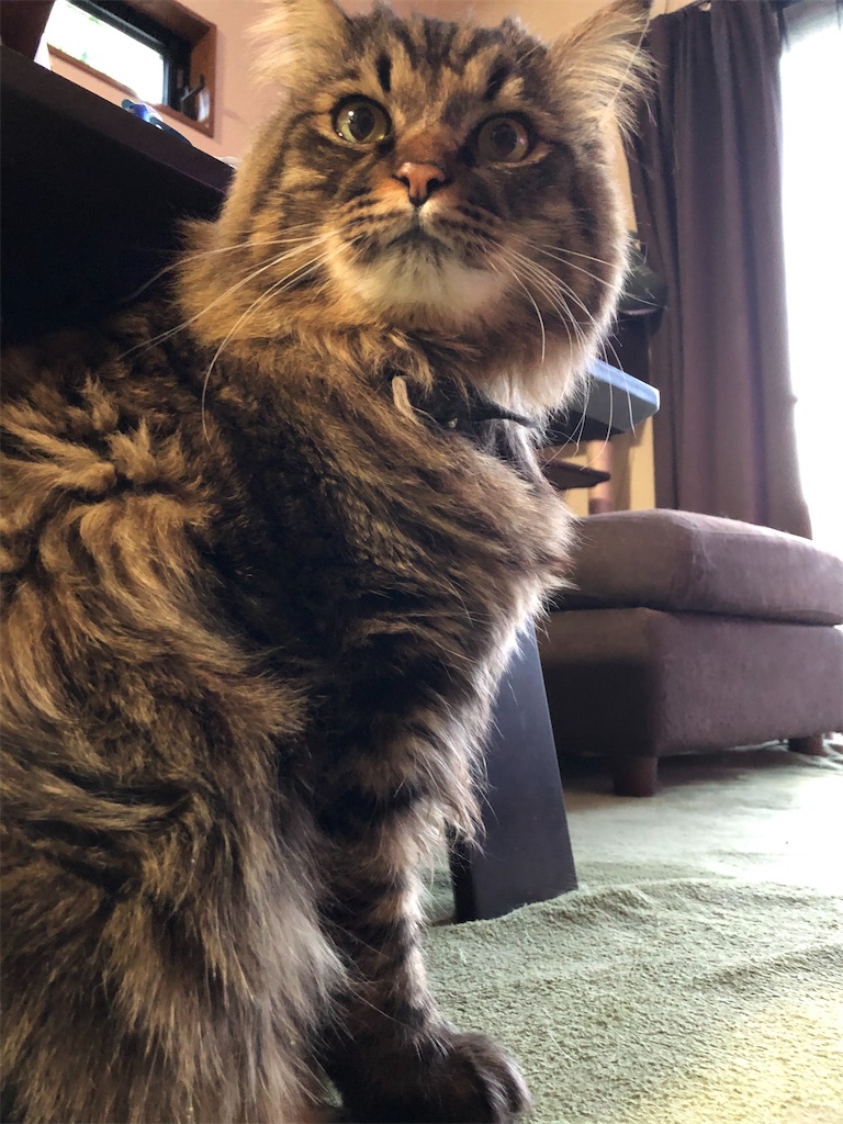 f:id:green3lk:20210110114656j:image