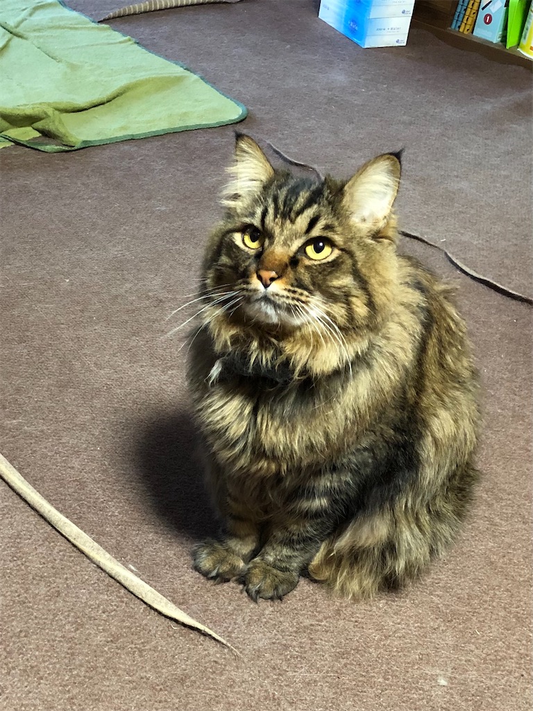 f:id:green3lk:20210110115539j:image