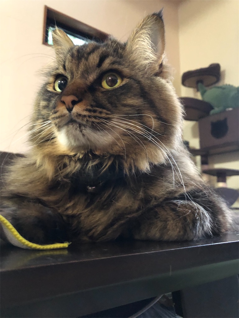 f:id:green3lk:20210119080736j:image f:id:green3lk:20210119080736j:image