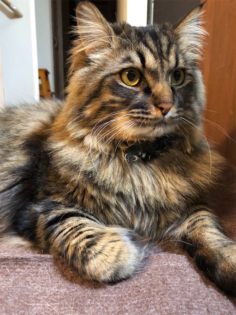 f:id:green3lk:20210205075220j:image