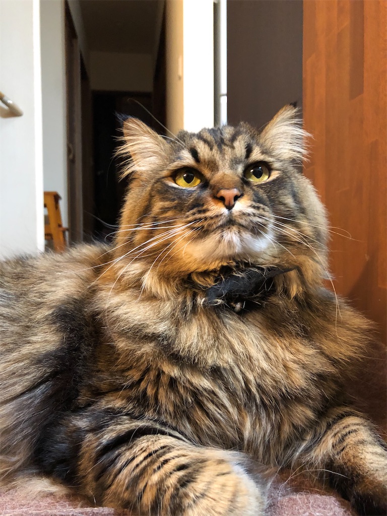 f:id:green3lk:20210205075256j:image