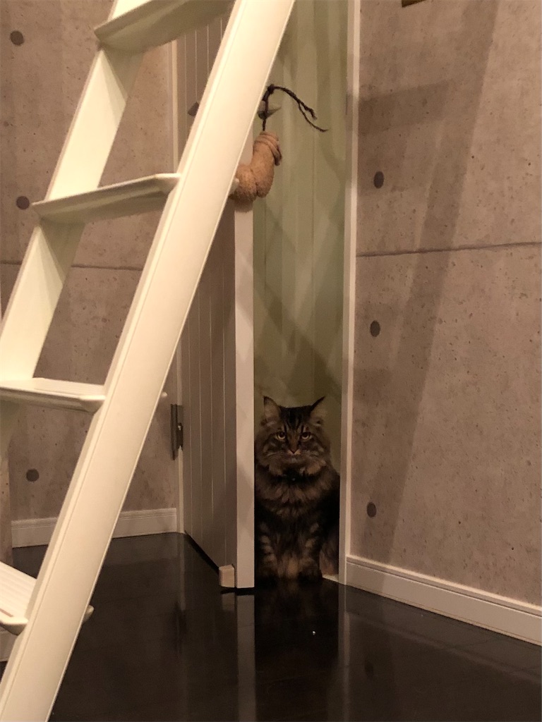 f:id:green3lk:20210205081036j:image