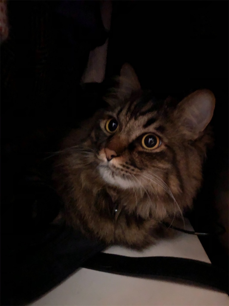 f:id:green3lk:20210219074026j:image