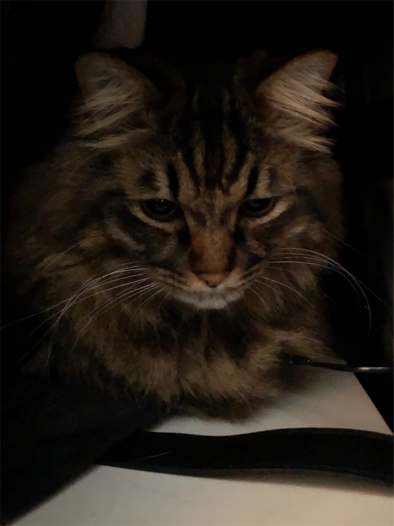 f:id:green3lk:20210219074926j:image