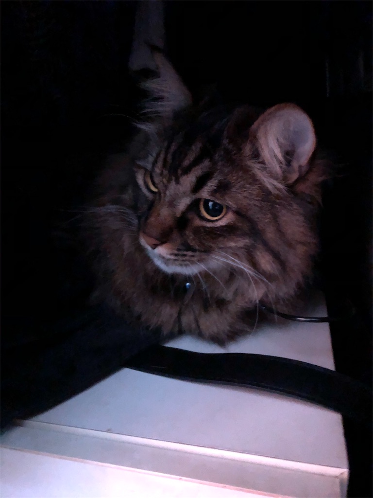 f:id:green3lk:20210219075710j:image