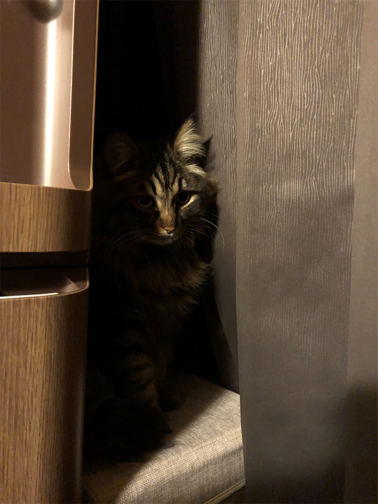 f:id:green3lk:20210223095802j:image