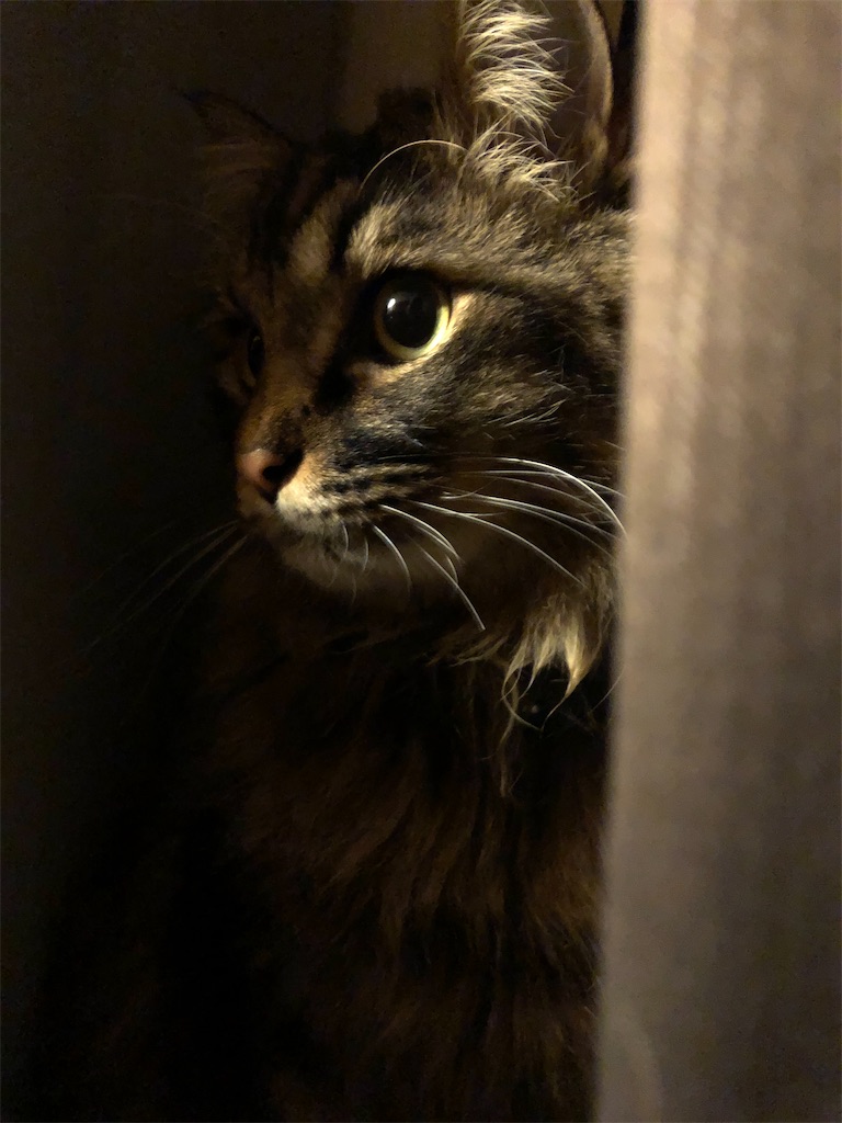 f:id:green3lk:20210223101002j:image