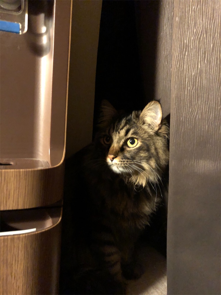 f:id:green3lk:20210223101027j:image